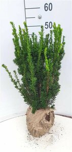 Taxus media 'Hillii' 40/50 C. - afbeelding 6