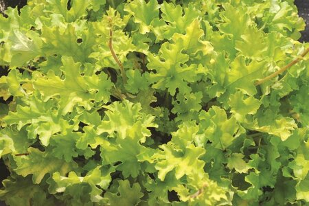 Heuchera 'Lime Marmalade' C2 - afbeelding 4