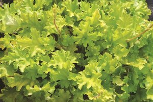 Heuchera 'Lime Marmalade' C2 - afbeelding 4