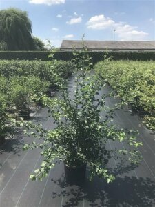 Crataegus media 'Paul's Scarlet' 175/200 C. - afbeelding 2