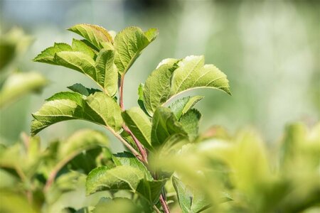 Malus toringo 'Tina' ST. 180 6-8 C.  - afbeelding 1