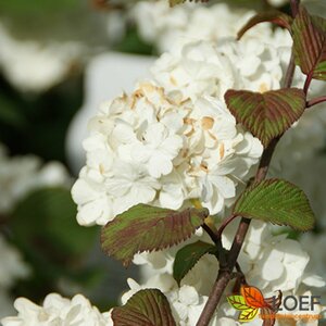 Viburnum plicatum 'Grandiflorum' 40/50 C.