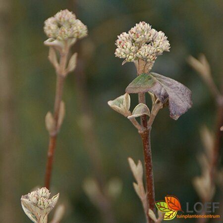 Viburnum plicatum 'Grandiflorum' 40/50 C. - afbeelding 2