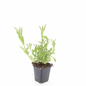 Verbena bonariensis C3 - afbeelding 16