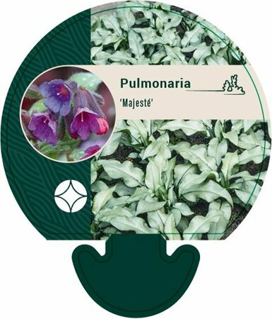 Pulmonaria 'Majesté' P9 - afbeelding 1
