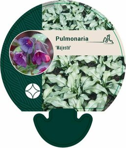 Pulmonaria 'Majesté' P9 - afbeelding 1