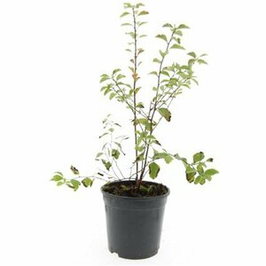 Spiraea vanhouttei 60/80 C. - afbeelding 6