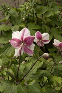 Anemone hybrida 'Dainty Swan' P9