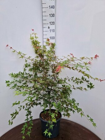 Acer palmatum 'Deshojo' 50/60 C.  - afbeelding 2