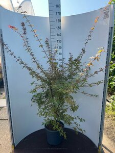 Acer palmatum 'Deshojo' 50/60 C.  - afbeelding 1