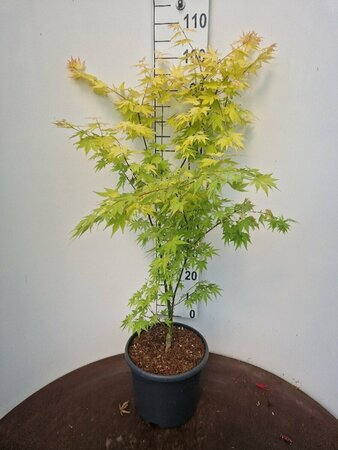 Acer palmatum 'Orange Dream' 50/60 C.  - afbeelding 3