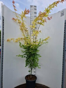Acer palmatum 'Orange Dream' 50/60 C.  - afbeelding 2