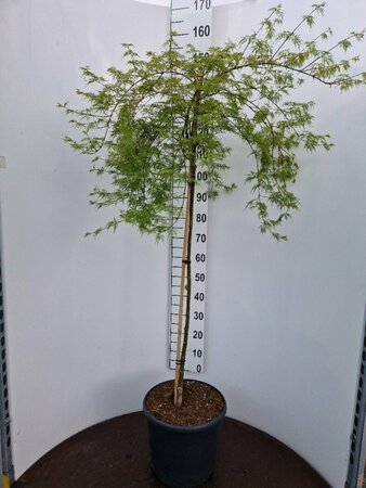 Acer pal. 'Emerald Lace' 50/60 C. 