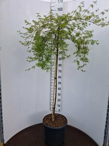 Acer pal. 'Emerald Lace' 50/60 C. 