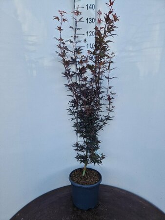 Acer palmatum 'Skeeter's Broom' 50/60 C. 