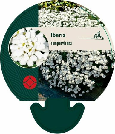 Iberis sempervirens C2 - afbeelding 6
