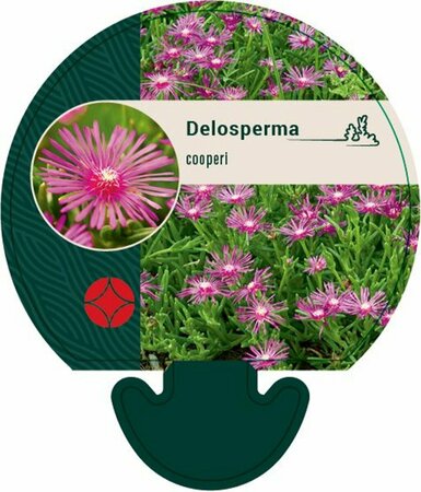 Delosperma cooperi C2 - afbeelding 1