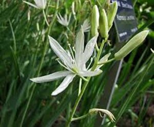 Camassia leichtlinii 'Alba' P11 - afbeelding 2