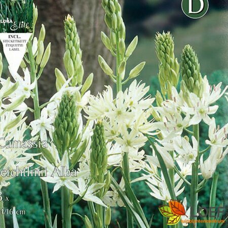 Camassia leichtlinii 'Alba' P11 - afbeelding 1
