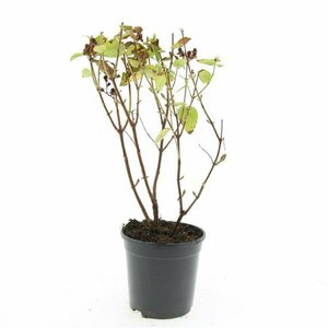 Hypericum inodorum 'Magical White' C1.5 - afbeelding 1