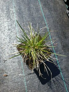Sesleria caerulea C1.5 - afbeelding 2