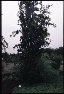 Fagus sylvatica 'Dawyck' 175/200 C. - afbeelding 1