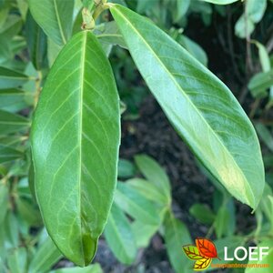 Prunus laur. 'Genolia' 80/100 C.