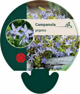 Campanula garganica P9 - afbeelding 3