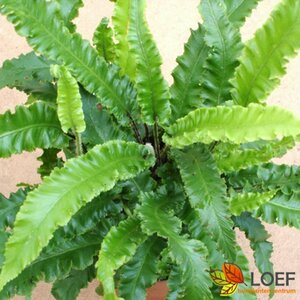 Asplenium scolopendrium 'Angustatum' P9 - afbeelding 1