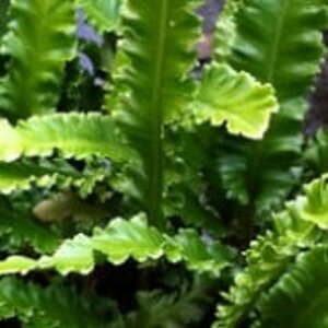 Asplenium scolopendrium 'Angustatum' P9 - afbeelding 4