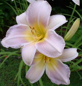 Hemerocallis 'Catherine Woodbury' P11 - afbeelding 2