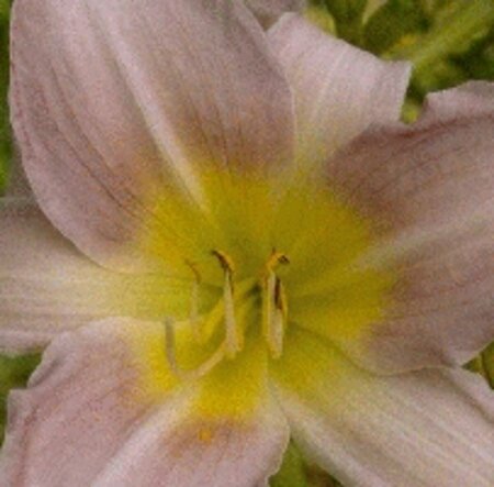 Hemerocallis 'Catherine Woodbury' P11 - afbeelding 3