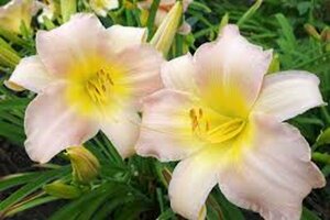 Hemerocallis 'Catherine Woodbury' P11 - afbeelding 4