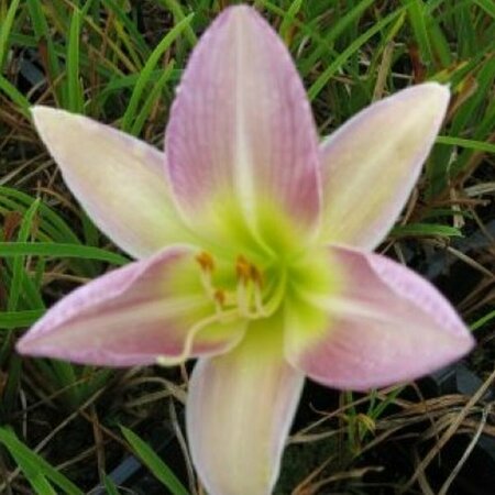 Hemerocallis 'Catherine Woodbury' P11 - afbeelding 5