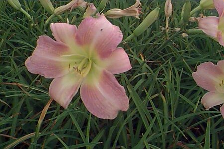 Hemerocallis 'Catherine Woodbury' P11 - afbeelding 1