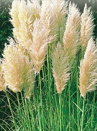Cortaderia sell. 'Evita' C12