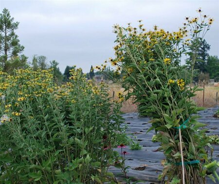 Rudbeckia subtomentosa 'Little Henry' P9 - afbeelding 1
