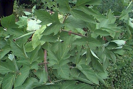 Angelica archangelica P13 BIO - afbeelding 4