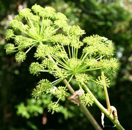 Angelica archangelica P13 BIO - afbeelding 6