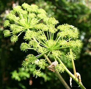 Angelica archangelica P13 BIO - afbeelding 6
