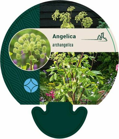 Angelica archangelica P13 BIO - afbeelding 5