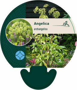 Angelica archangelica P13 BIO - afbeelding 5