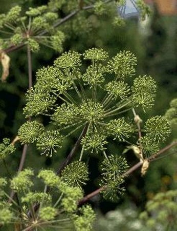 Angelica archangelica P13 BIO - afbeelding 2