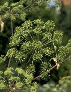 Angelica archangelica P13 BIO - afbeelding 2