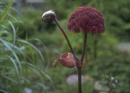 Angelica archangelica P13 BIO - afbeelding 3