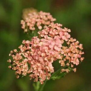 Achillea m. 'Lachsschönheit' P9 BIO