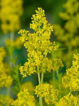 Galium verum P9 BIO - afbeelding 2