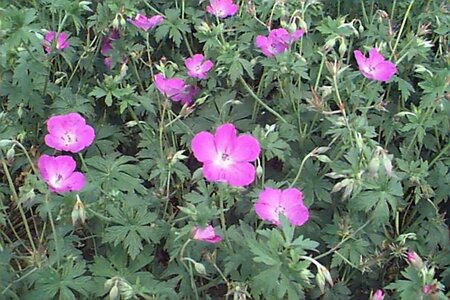 Geranium palustre P9 BIO - afbeelding 1