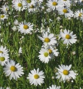 Leucanthemella serotina P9 BIO