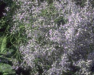 Limonium latifolium P9 BIO - afbeelding 1